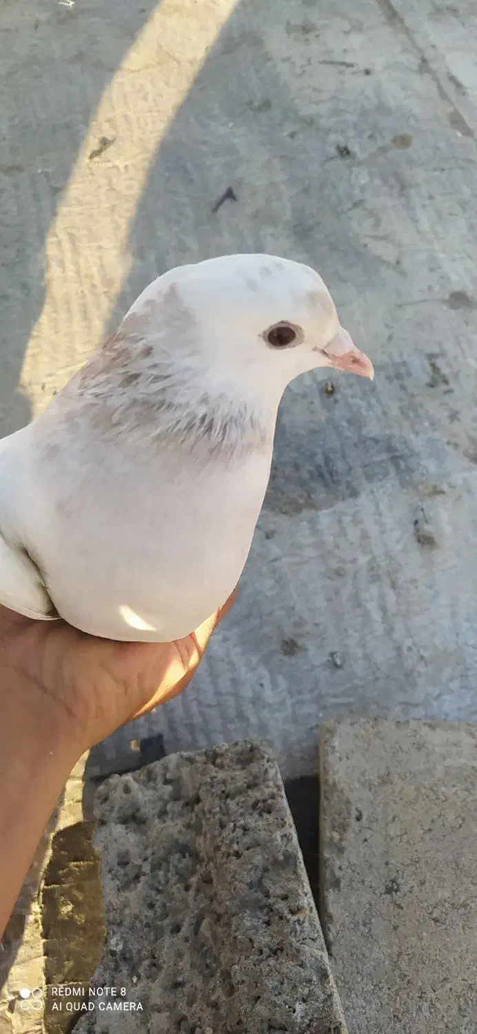 کبوتر|پرنده|بیلوار, |دیوار