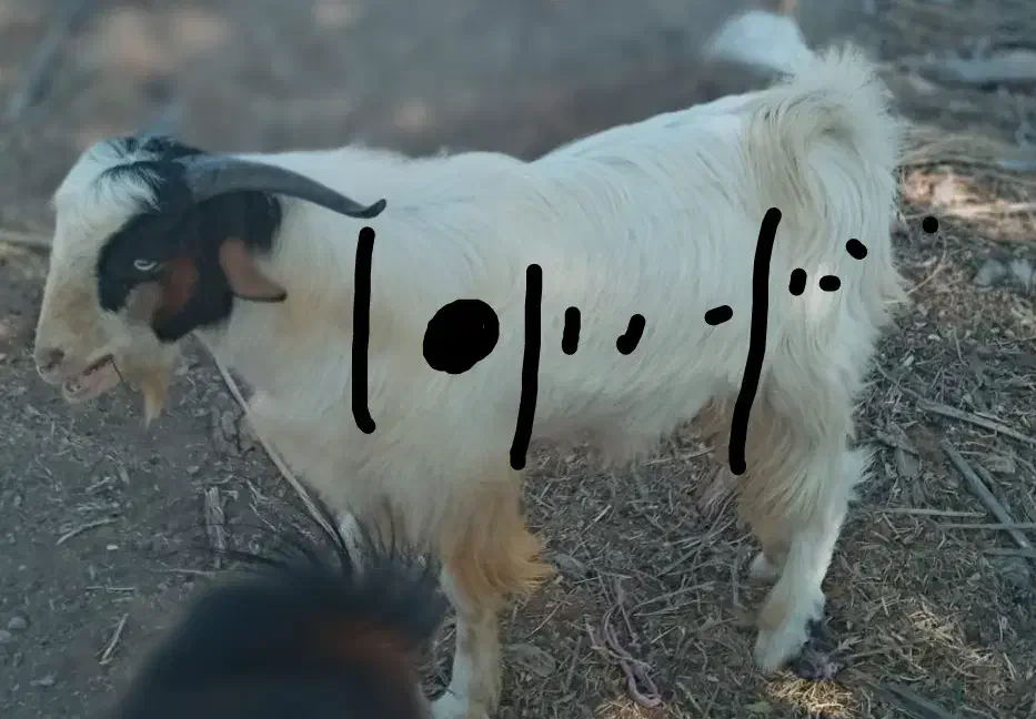 چپشت نر ۱۲تومن|حیوانات مزرعه|کهنوج, |دیوار