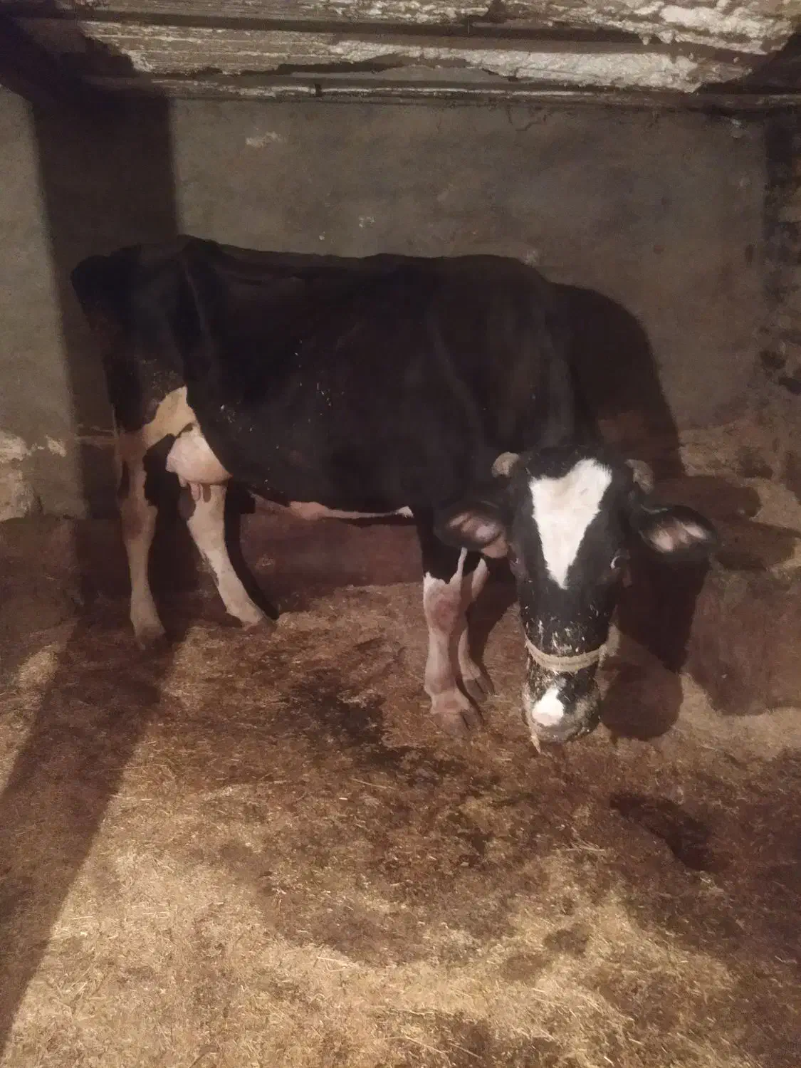 گوساله وگاو|حیوانات مزرعه|دورود, |دیوار