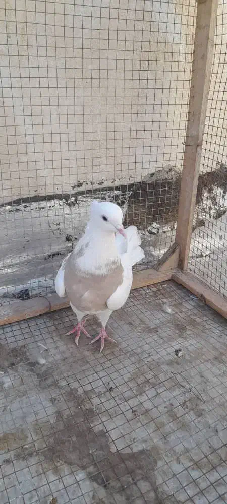 ماده طوقی|پرنده|شاهین‌شهر, عطار|دیوار