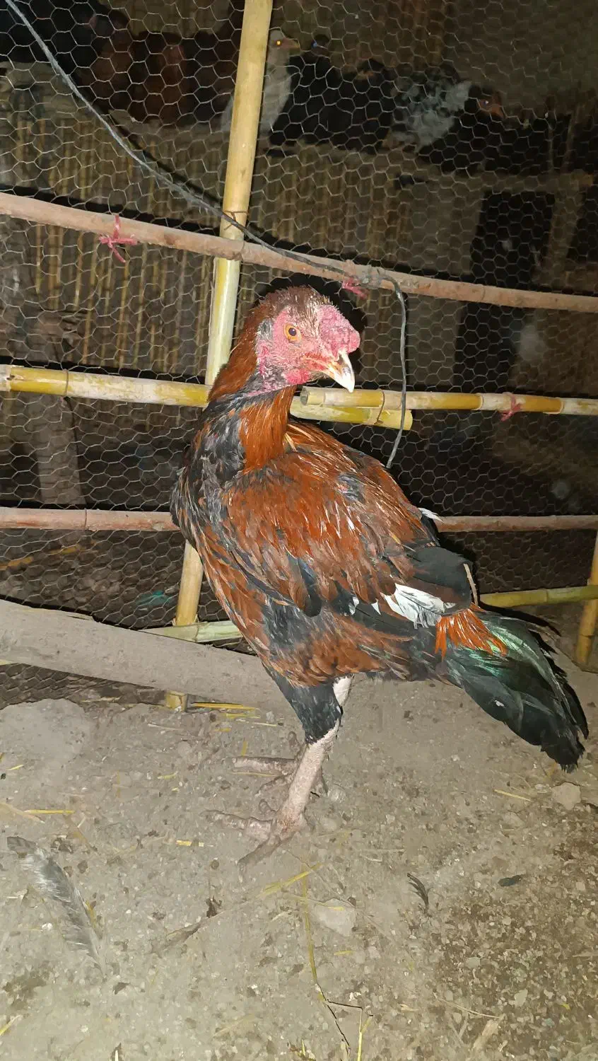 خروس لاری جوان وسالم|حیوانات مزرعه|علیآباد کتول, |دیوار