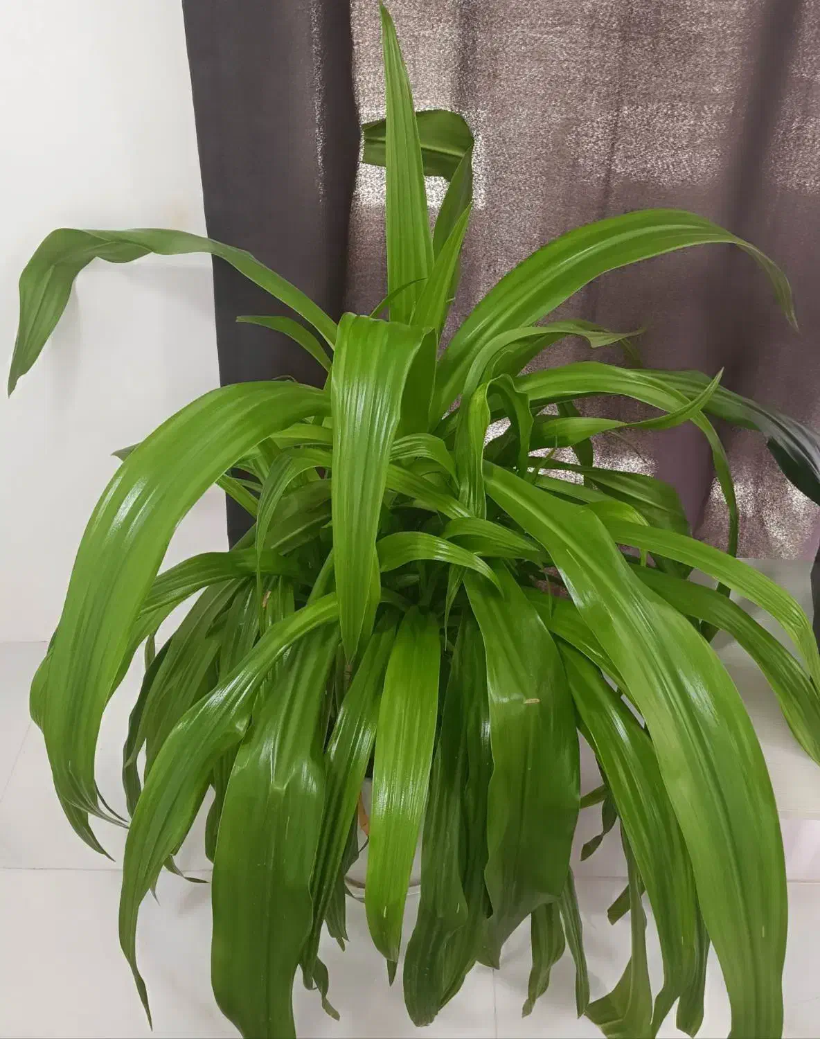 گل و گیاه|گل و گیاه طبیعی|شهرکرد, |دیوار