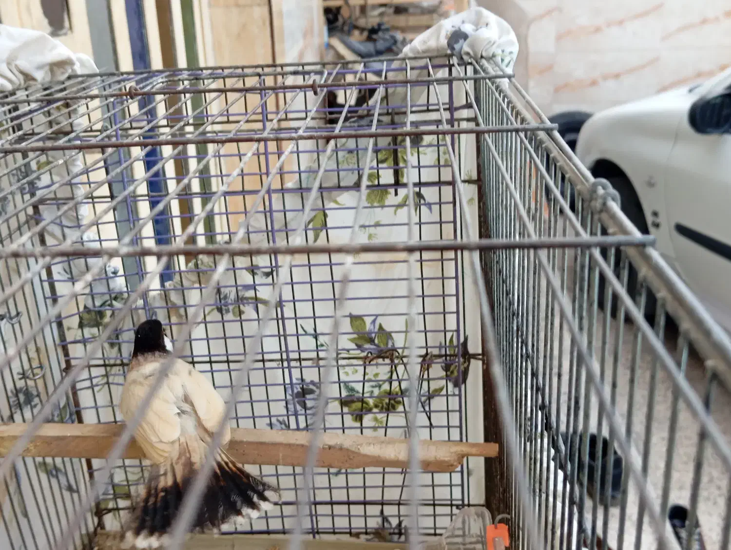 قفس پرون همراه پرنده|پرنده|اهواز, کوی کربن|دیوار