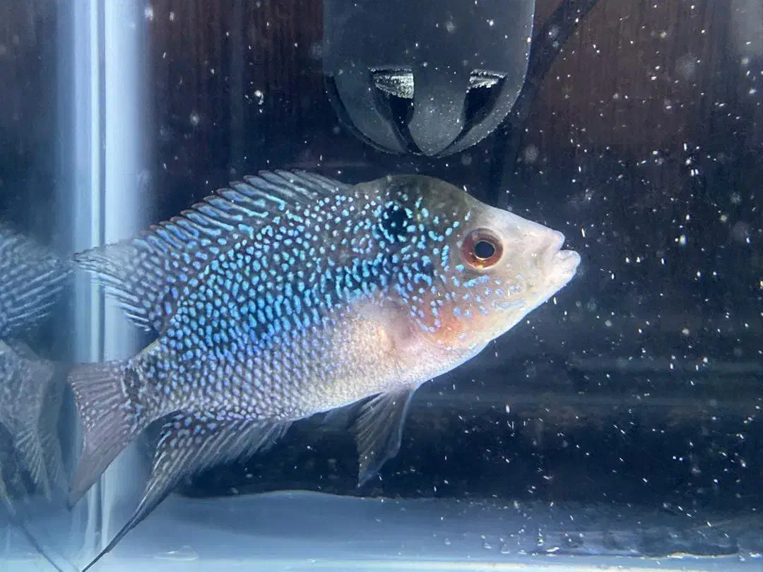 فروش فوری فلاور|ماهی|کرج, باغستان|دیوار