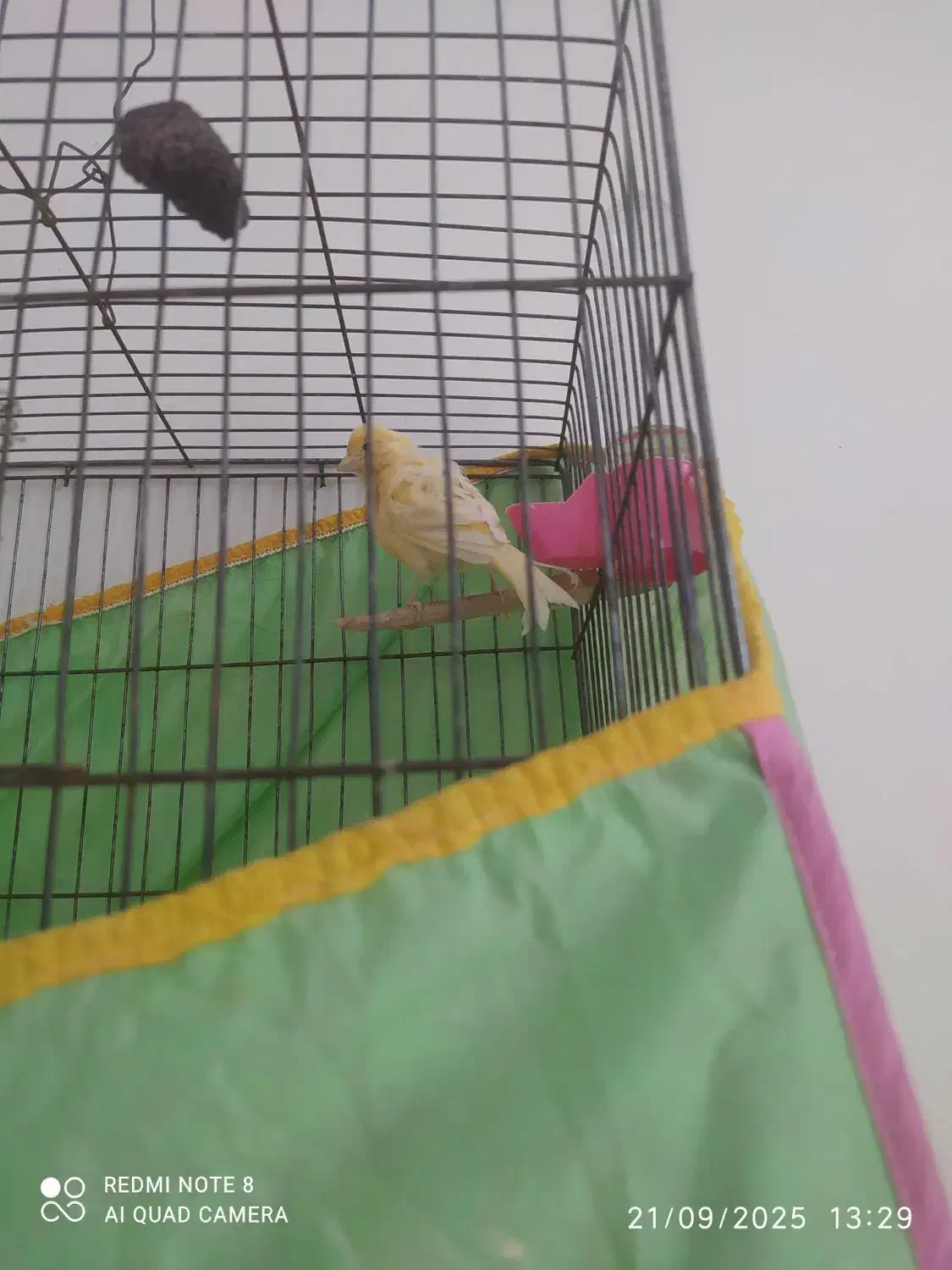 قناری ماده طلا|پرنده|هشتگرد, شهرک آپادانا|دیوار