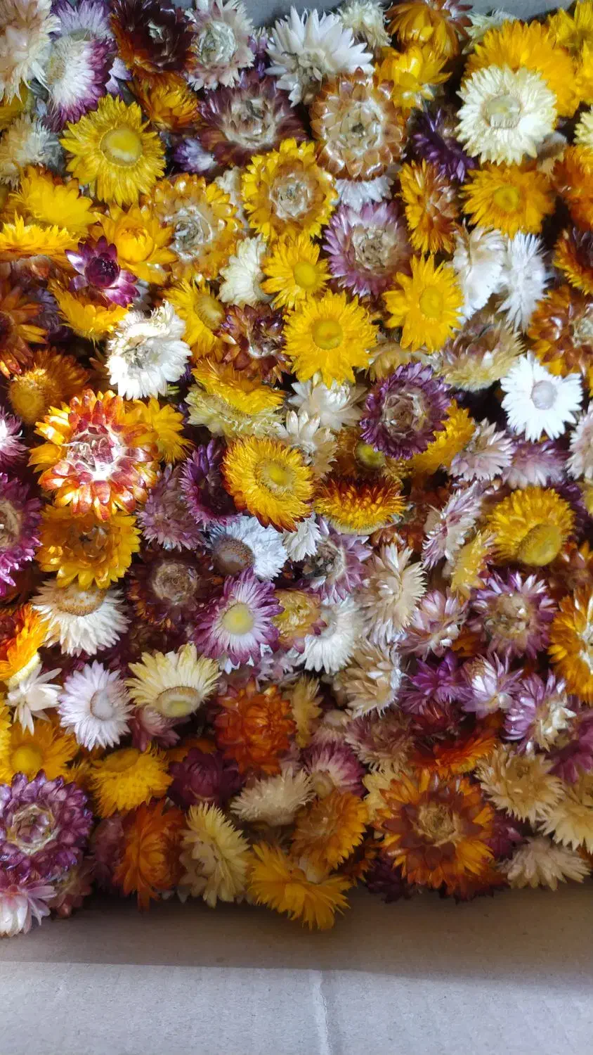 گل خشک مینا|گل مصنوعی|باغستان, |دیوار