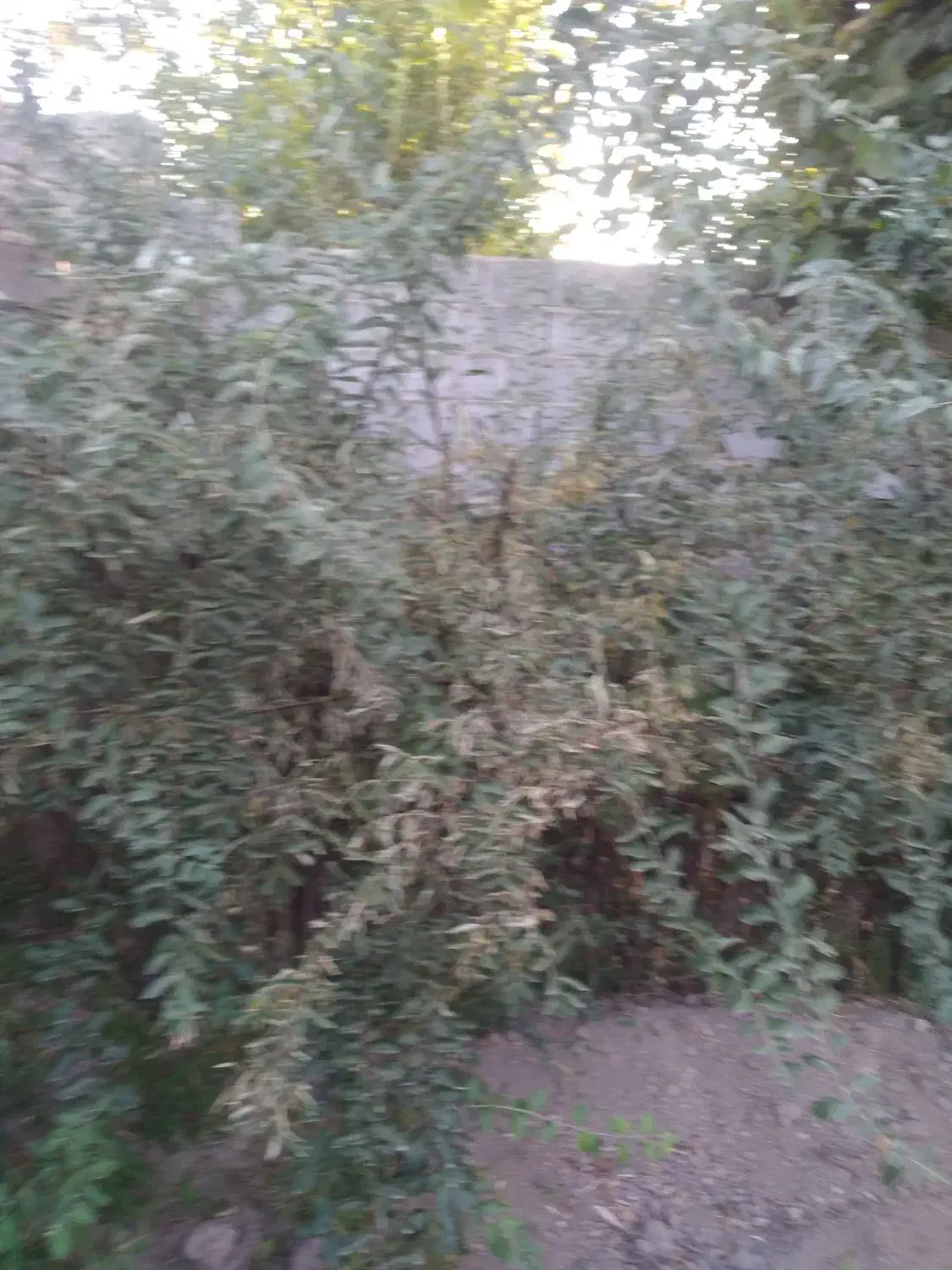 فروش نهال سنجد حاج حسین|خدمات باغبانی و درختکاری|آذرشهر, |دیوار