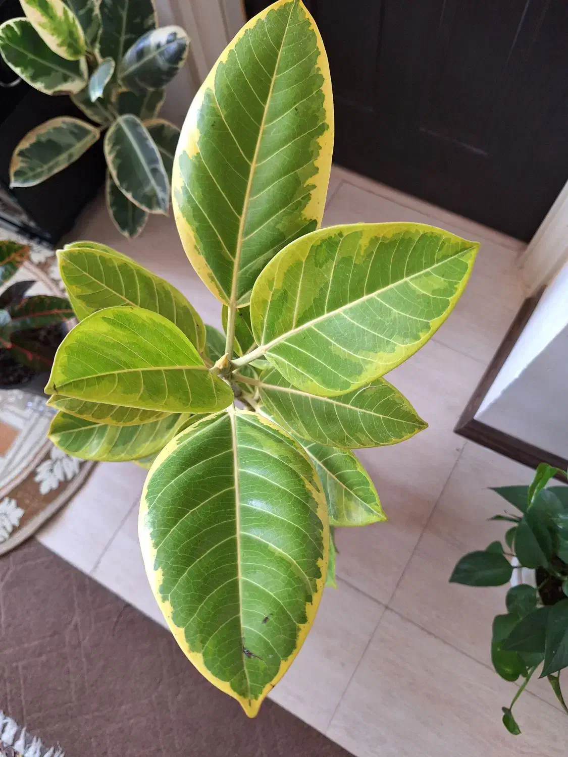 فیکوس ابلق با گلدان سفید|گل و گیاه طبیعی|شاهینشهر, نسیم ۵|دیوار