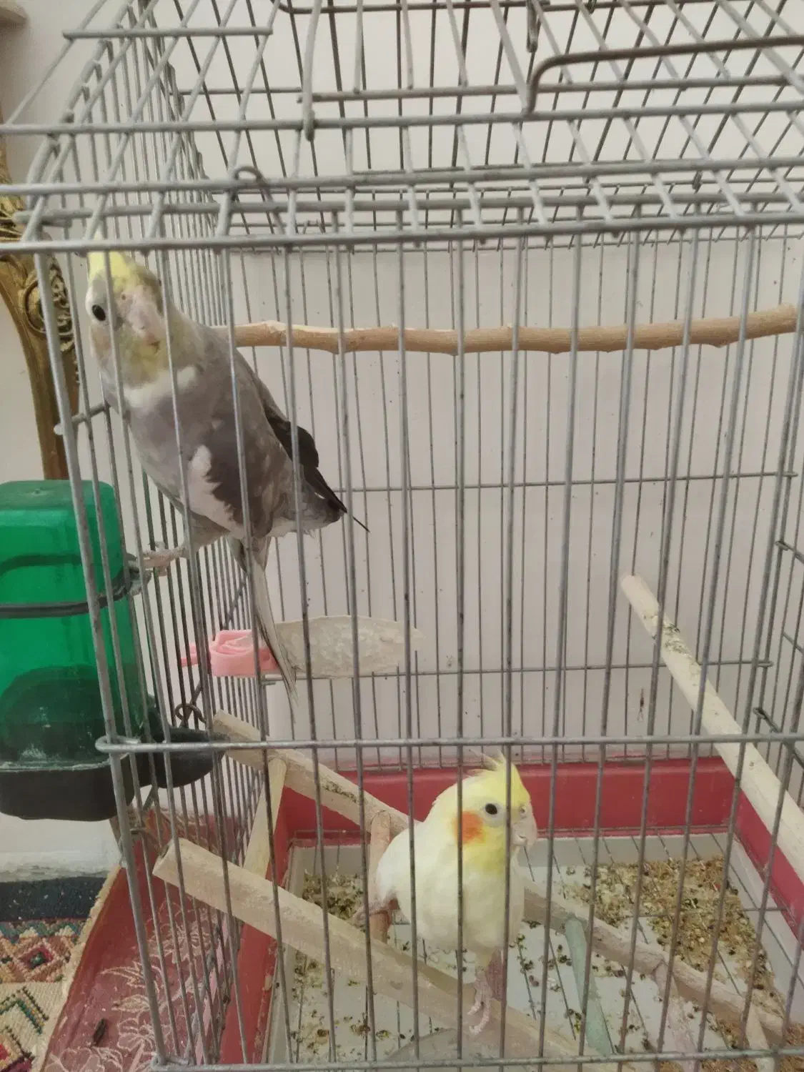 وسایل شخصی کودک|اسباب و اثاث بچه|ملایر, |دیوار