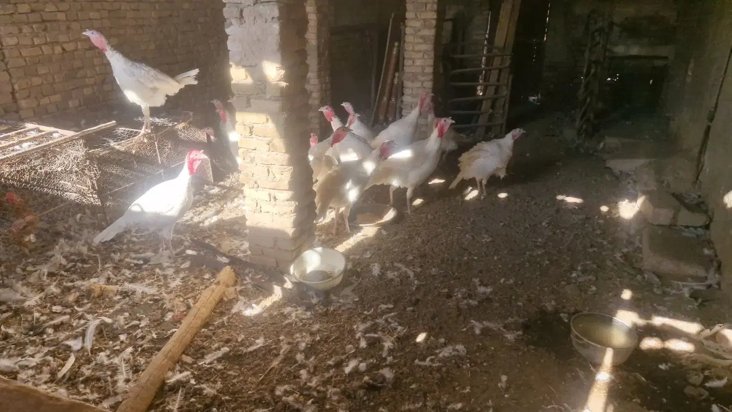 بوقلمون|حیوانات مزرعه|سبزوار, ابارش|دیوار