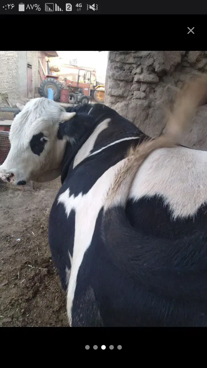 سلاخ حرفه ای قصاب|خدمات پذیرایی، مراسم|ملایر, |دیوار