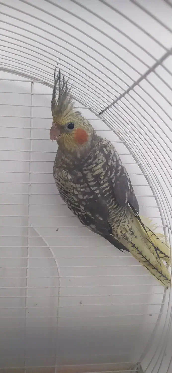 فروش عروس هلندی|پرنده|چالوس, |دیوار