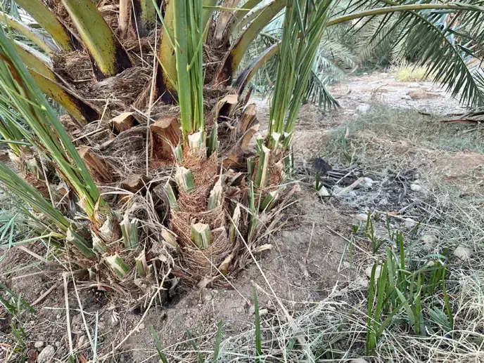 فروش پاجوش خاصویی|گل و گیاه طبیعی|بستک, |دیوار