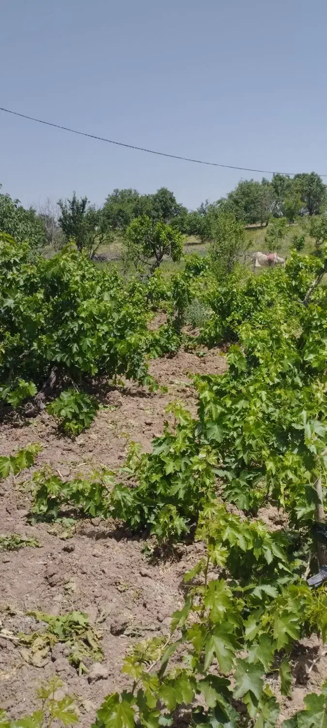 باغ|فروش زمین و ملک کلنگی|مشهد, کوشش|دیوار