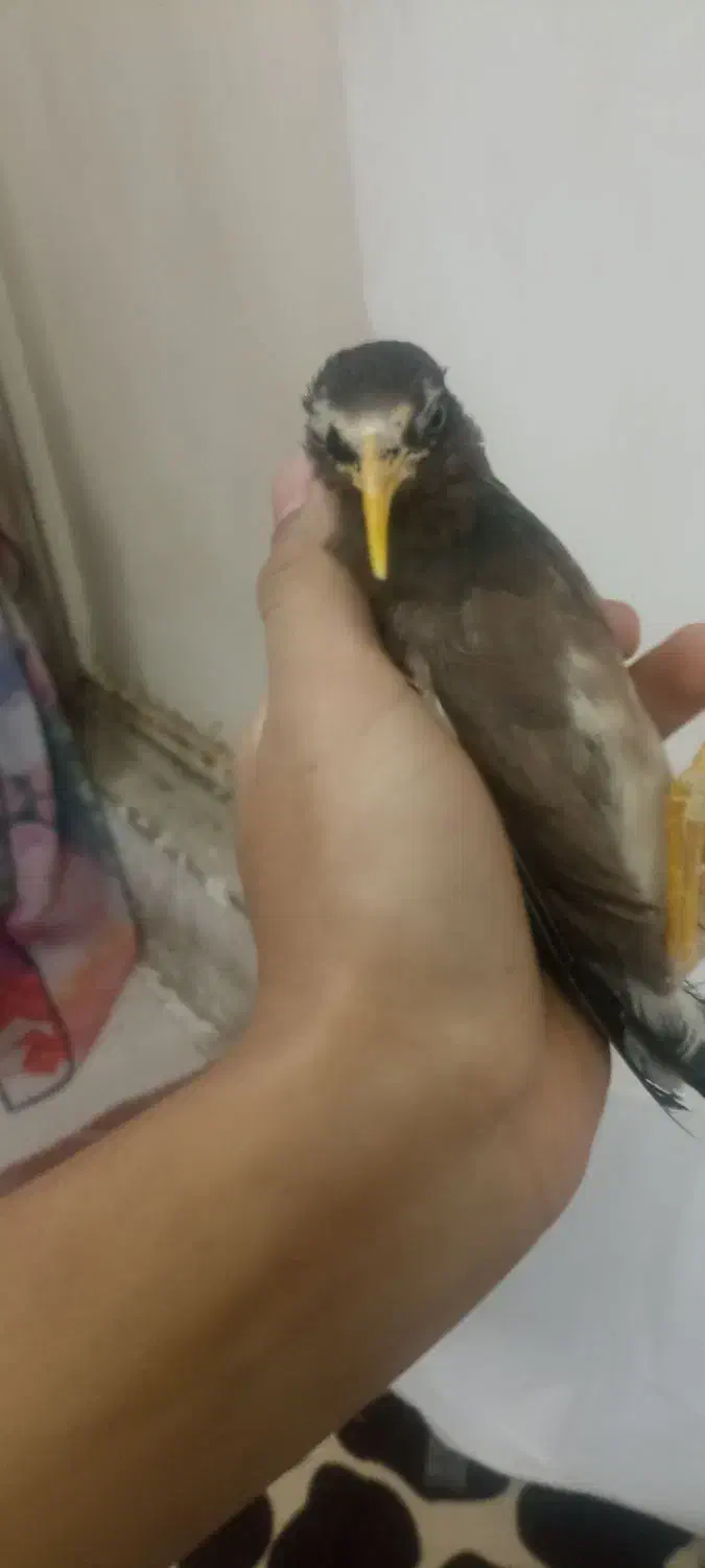 مرغ مینا|پرنده|قم, وادی السلام|دیوار