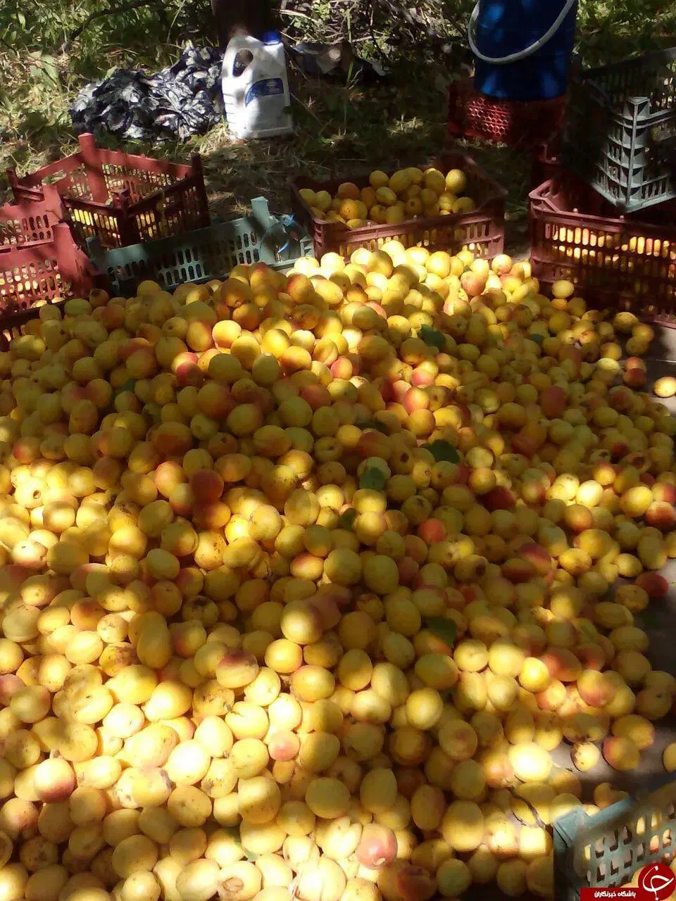 فروش باغ زردآلو در جلفا|فروش زمین و ملک کلنگی|جلفا, |دیوار