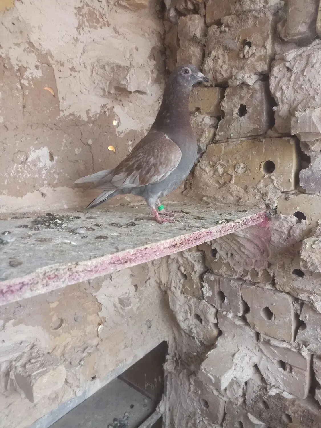 کبوتر یاکفتر|پرنده|تایباد, |دیوار