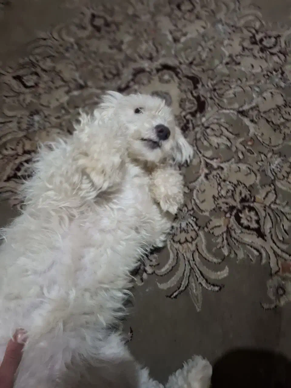 سگ تریر پودل|سگ|تهران, خزانه|دیوار
