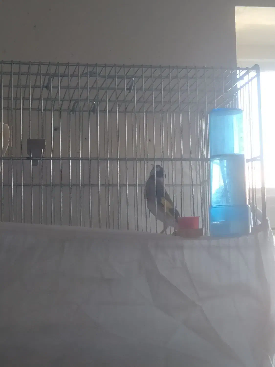 سهره نر|پرنده|ابهر, |دیوار