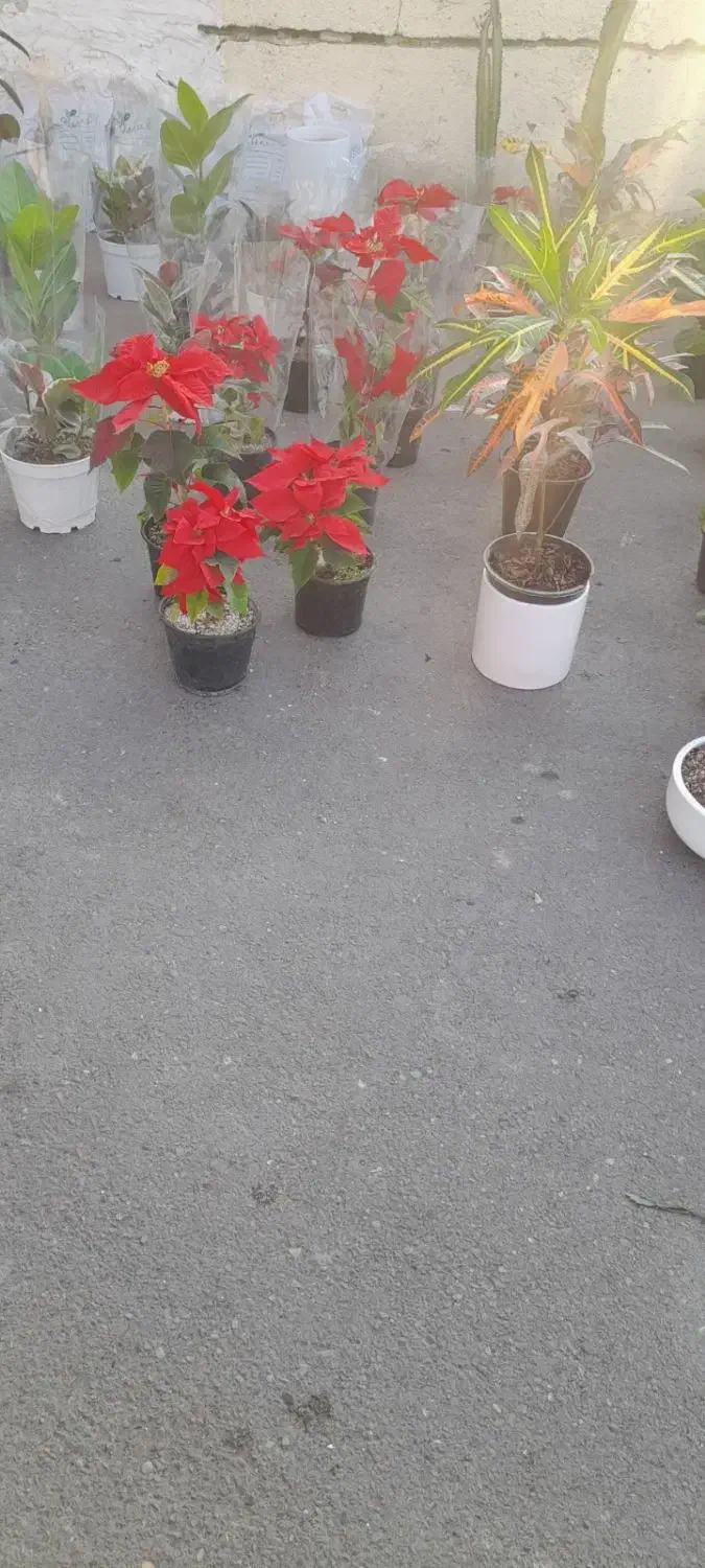 فروش انواع گل زیر قیمت بازار از دو هزار به بالا|گل و گیاه طبیعی|کرج, برغان|دیوار