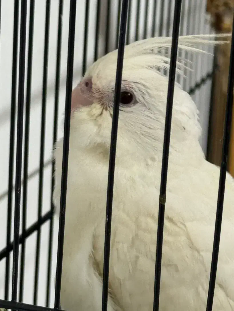 عروس هلندی آلبینو اهلی|پرنده|مرند, |دیوار