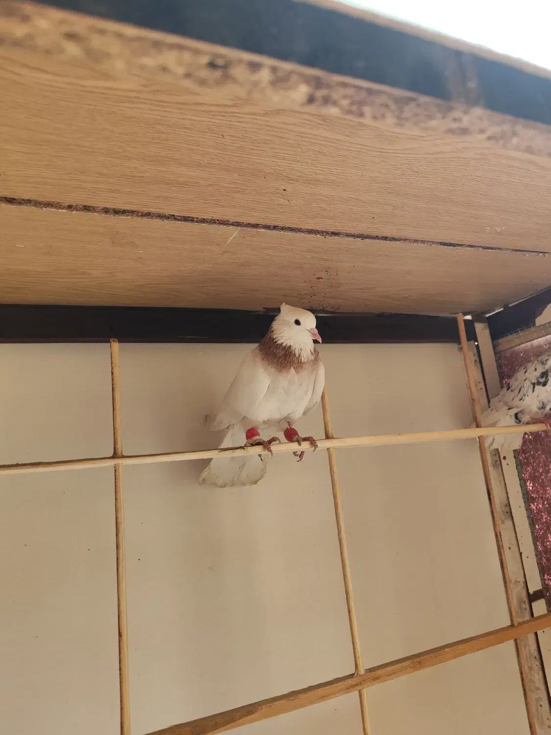 طوقی و سیدی|پرنده|فولادشهر, مسکن مهر فولادشهر|دیوار