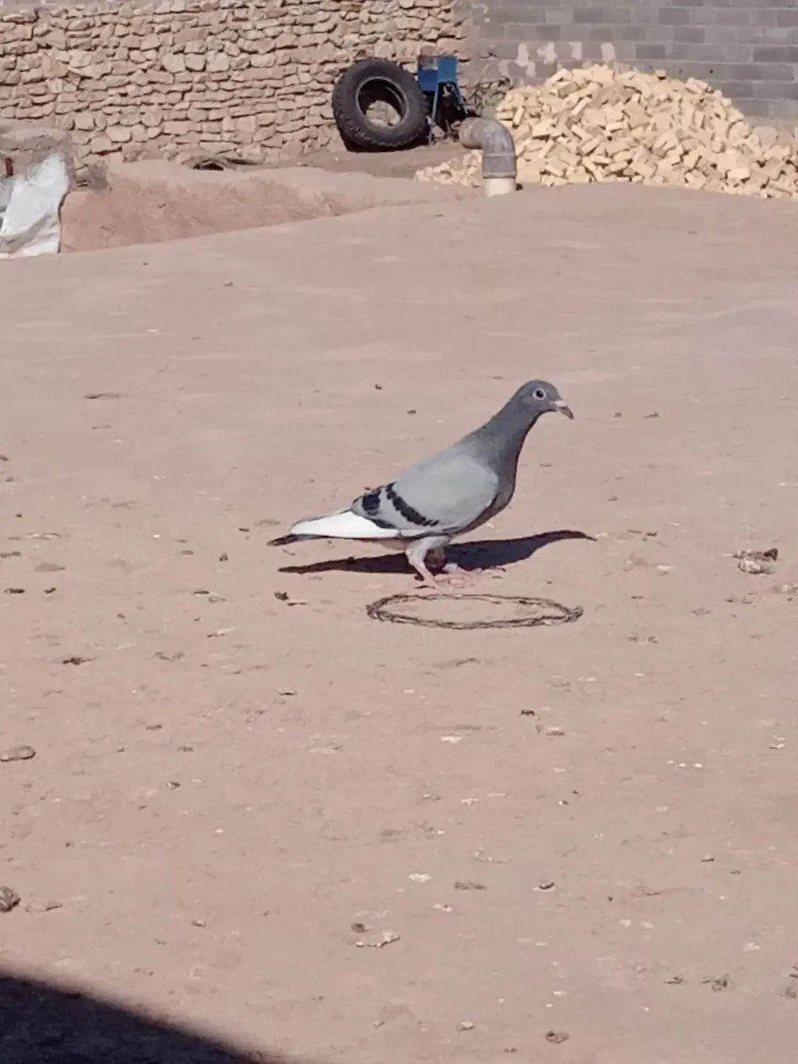 کبوتر گمشده|حیوانات|سبزوار, هویزه|دیوار
