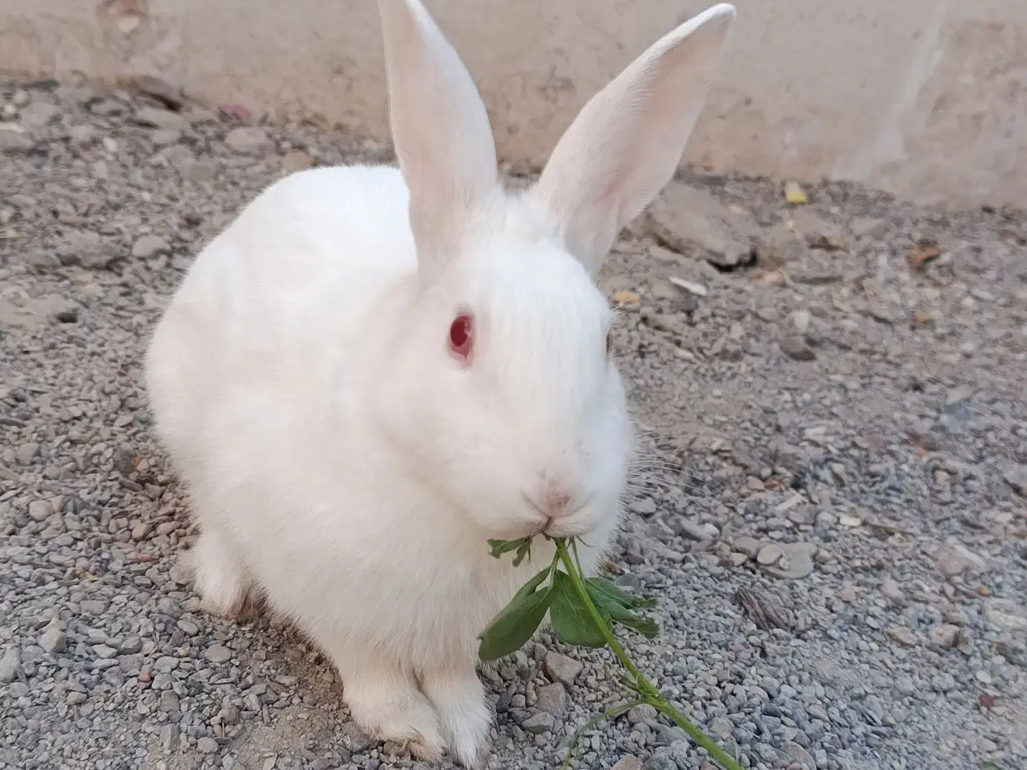 خرگوش خانگی|موش و خرگوش|گناباد, |دیوار