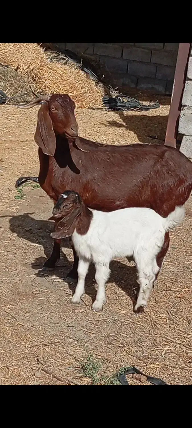 بزکهره بزابستن|حیوانات مزرعه|جیرفت, |دیوار