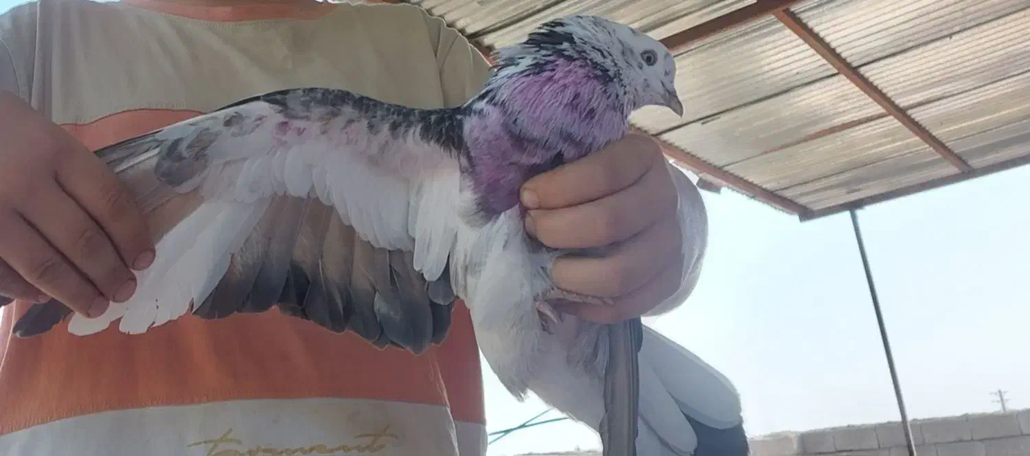 گمشده|حیوانات|تنکمان, |دیوار