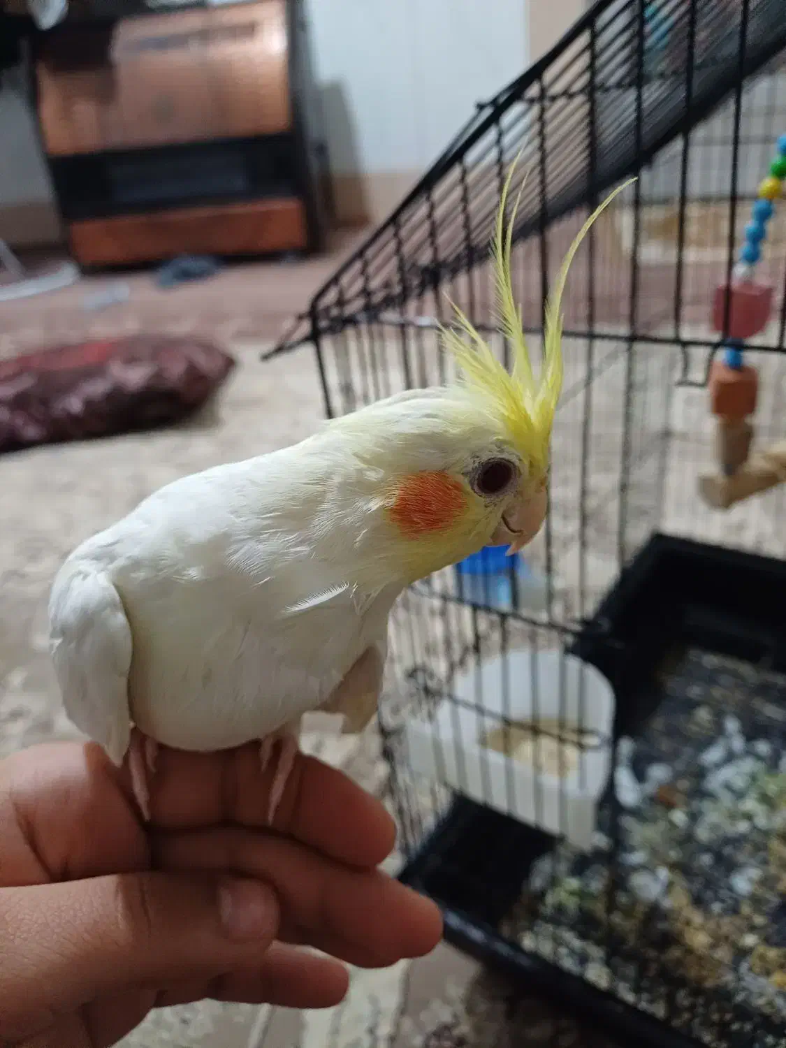 عروس هلندی|پرنده|گرگان, |دیوار