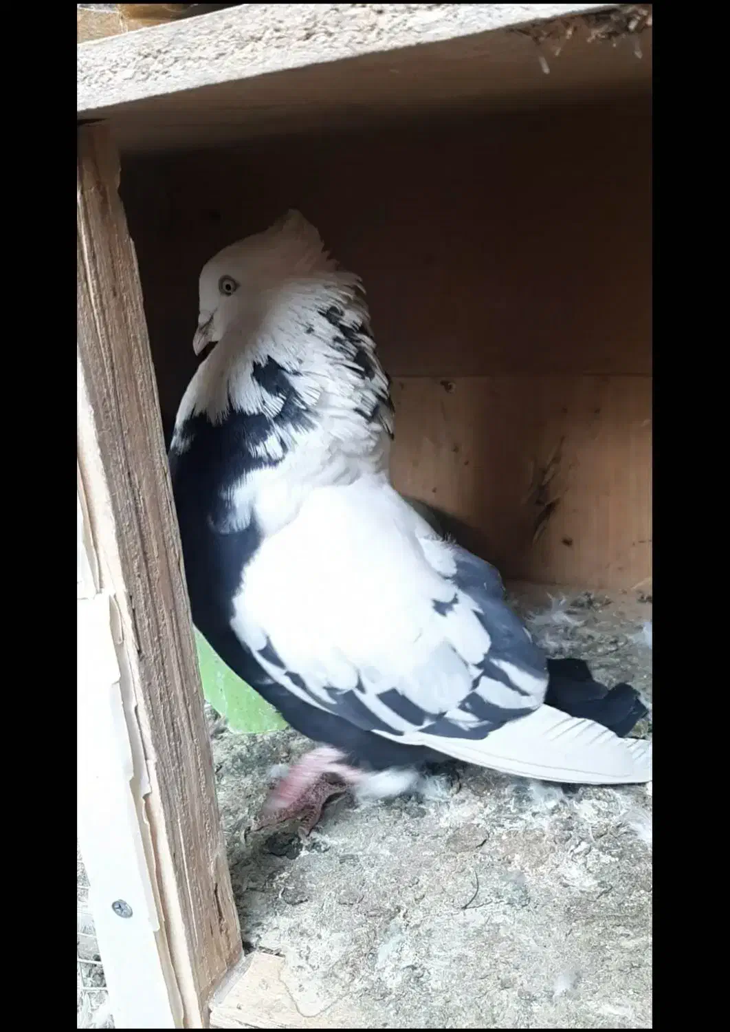 کفتر دمبی|پرنده|بم, |دیوار