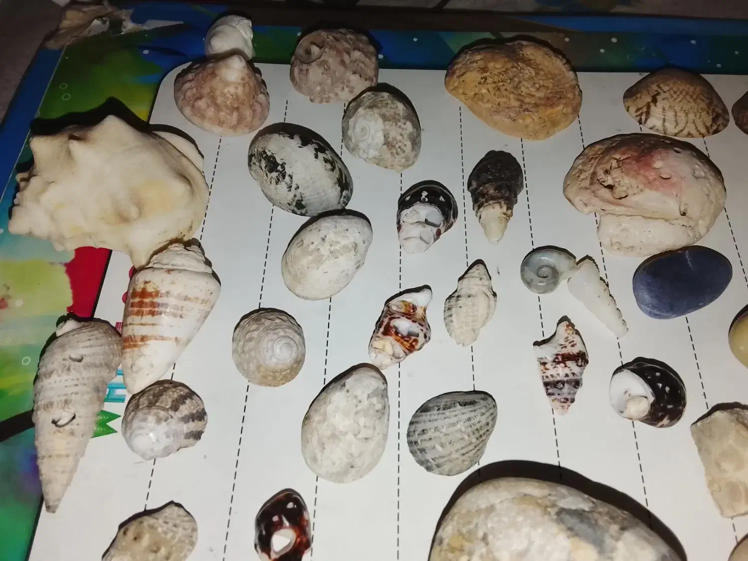 صدف خاص|ماهی|مشهد, مقدم|دیوار