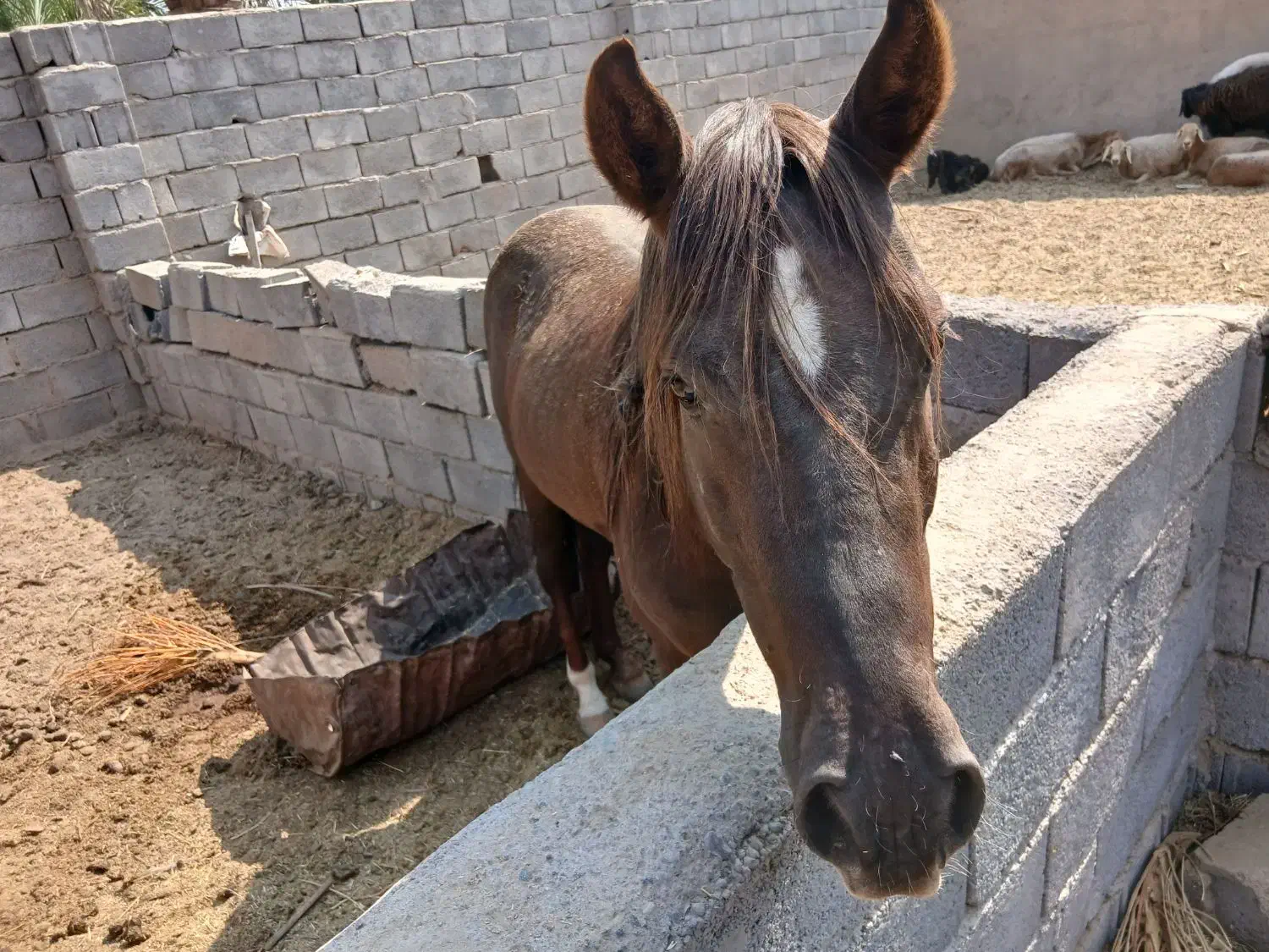 اسب نژاد کرد عرب|اسب و تجهیزات اسبسواری|بم, |دیوار