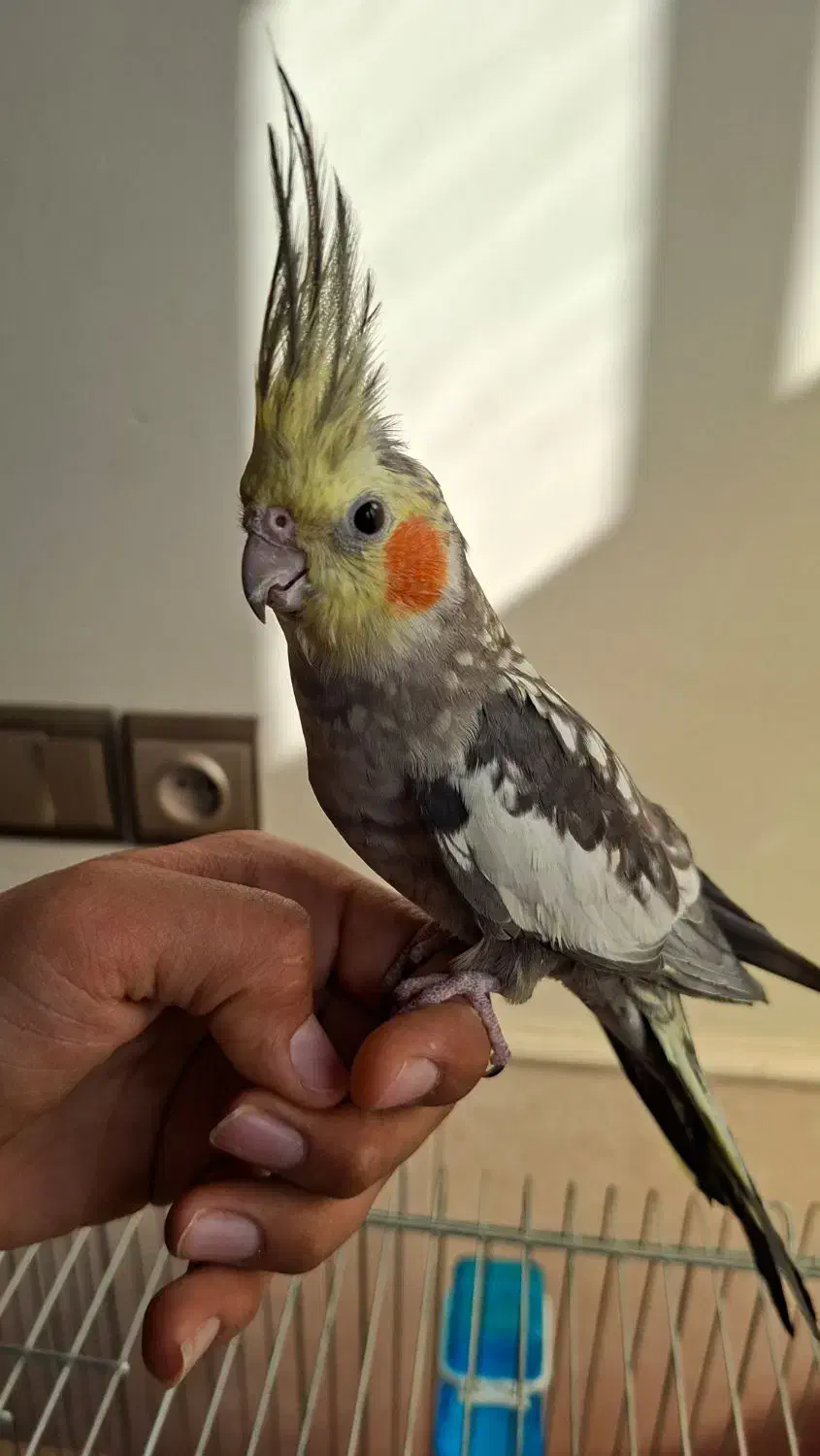 عروس هلندی ماده|پرنده|حمیدیا, |دیوار