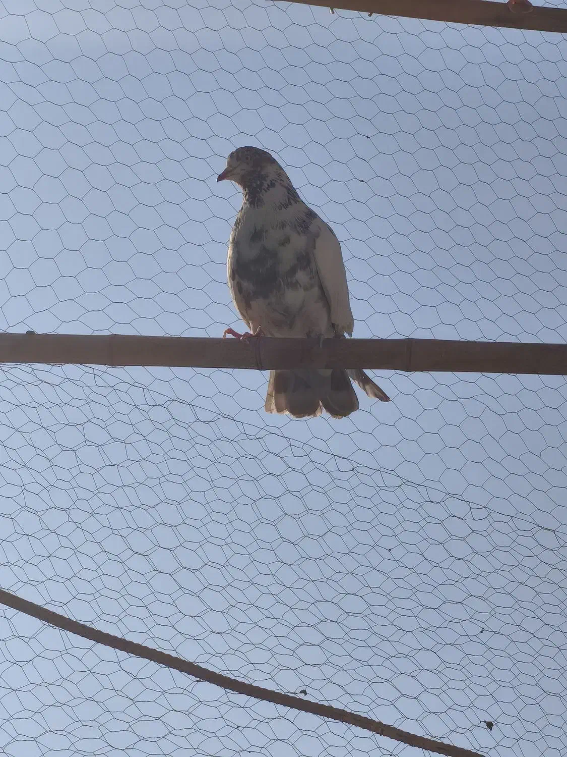 کبوتر کفتر|پرنده|باغستان, |دیوار