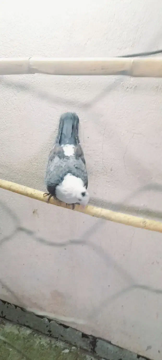 سر سفید کله سفید|پرنده|سبزوار, طبرسی (جعفرآباد)|دیوار