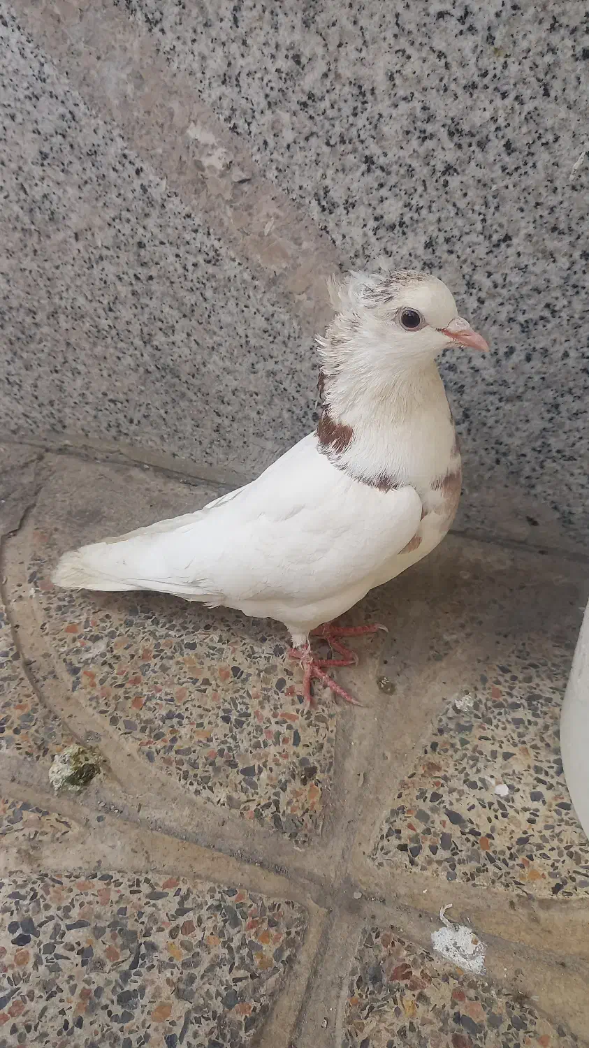 کبوتر|پرنده|نورآباد, |دیوار