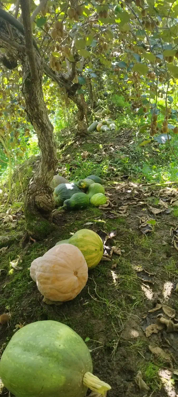 خوراک دام کدم ارگانیک|عمدهفروشی|عباسآباد, |دیوار