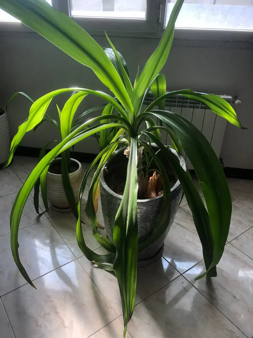 گلدان گلبرگ موزی بزرگ|گل و گیاه طبیعی|کرمان, |دیوار