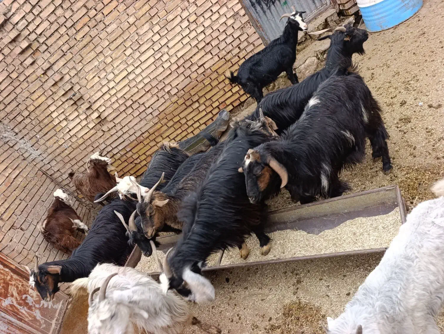 بز و بی|حیوانات مزرعه|اندیمشک, |دیوار