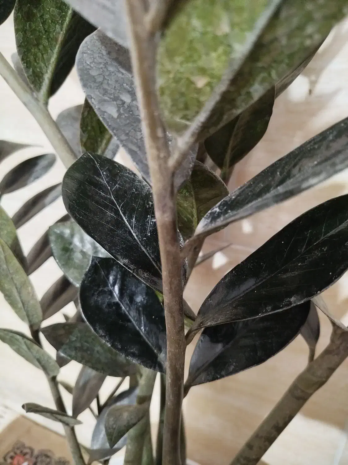 گل زاموفلیاسوپربلک|گل و گیاه طبیعی|نسیمشهر, |دیوار