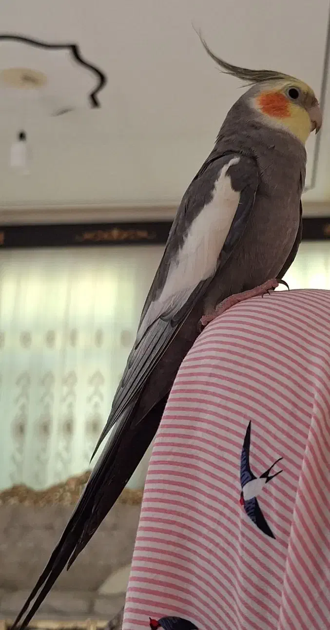 جفت عروس هلندی|پرنده|سرپل ذهاب, |دیوار