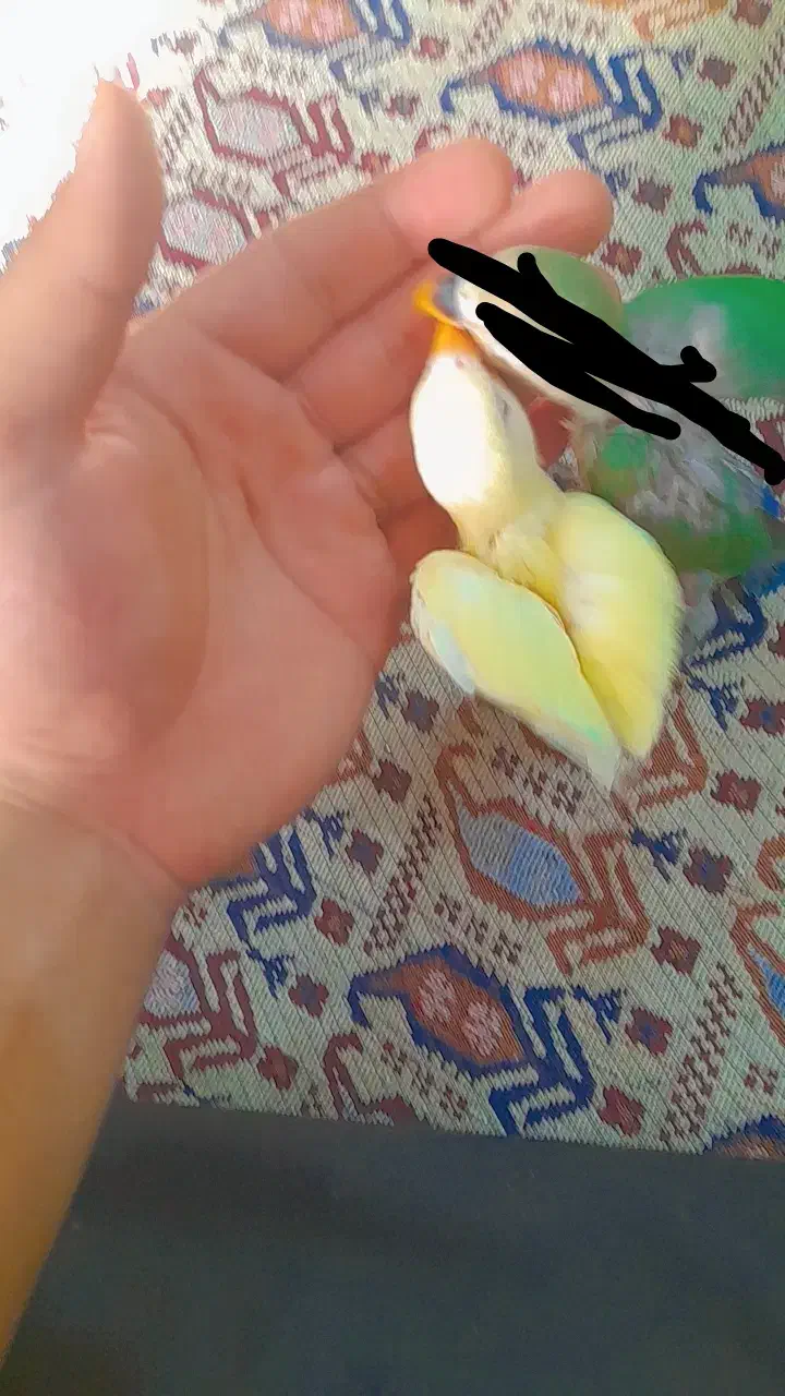 جوجه طوطی برزیلی|پرنده|اهواز, بهارستان|دیوار