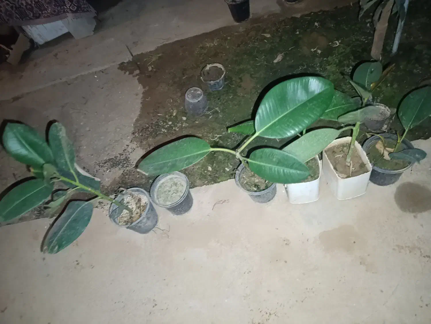 گل فیلتوس (فیلکوس)|گل و گیاه طبیعی|شهرکرد, |دیوار