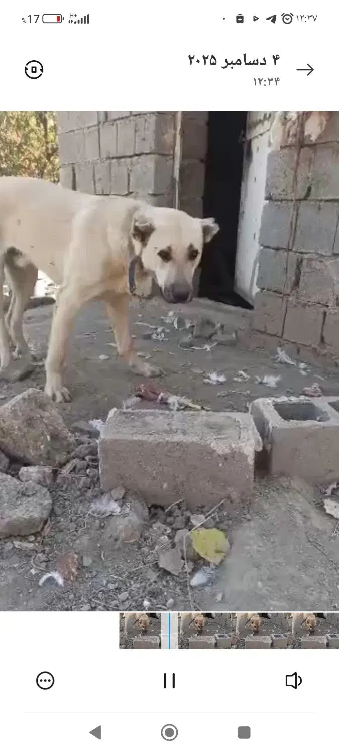 توله سگ 9ماهه پژدر|سگ|اشنویه, |دیوار