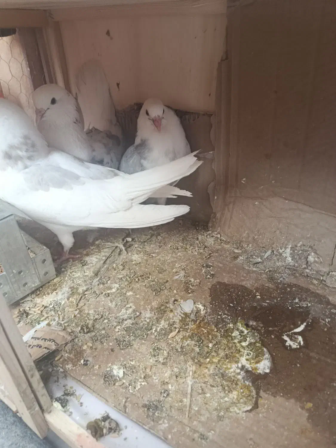 کفتر|پرنده|پاکدشت, پاکدشت (مامازند)|دیوار