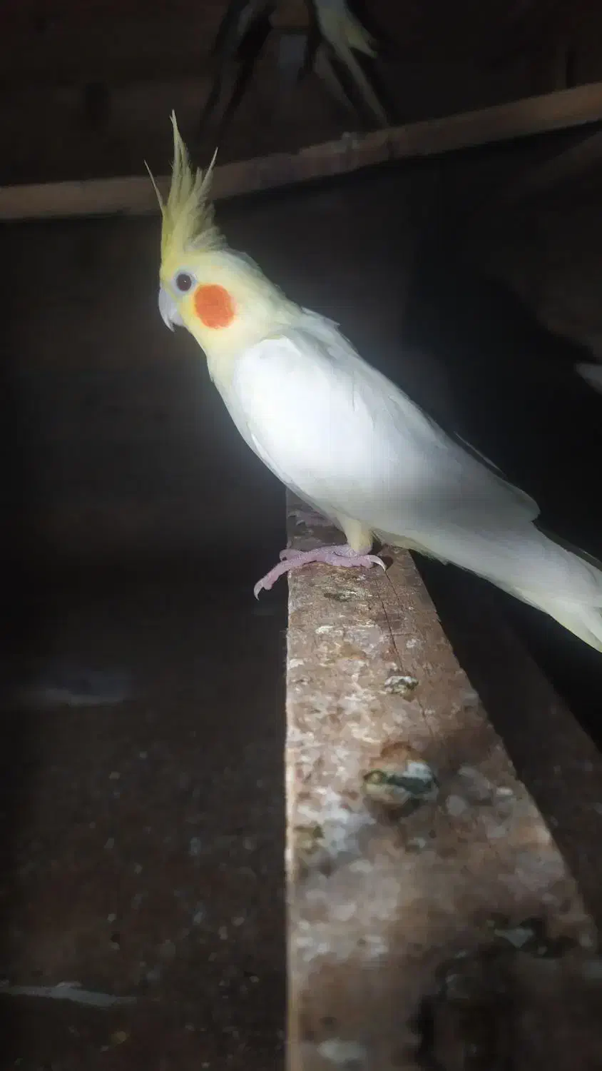 عروس هلندی لوتینو نر|پرنده|چابهار, |دیوار