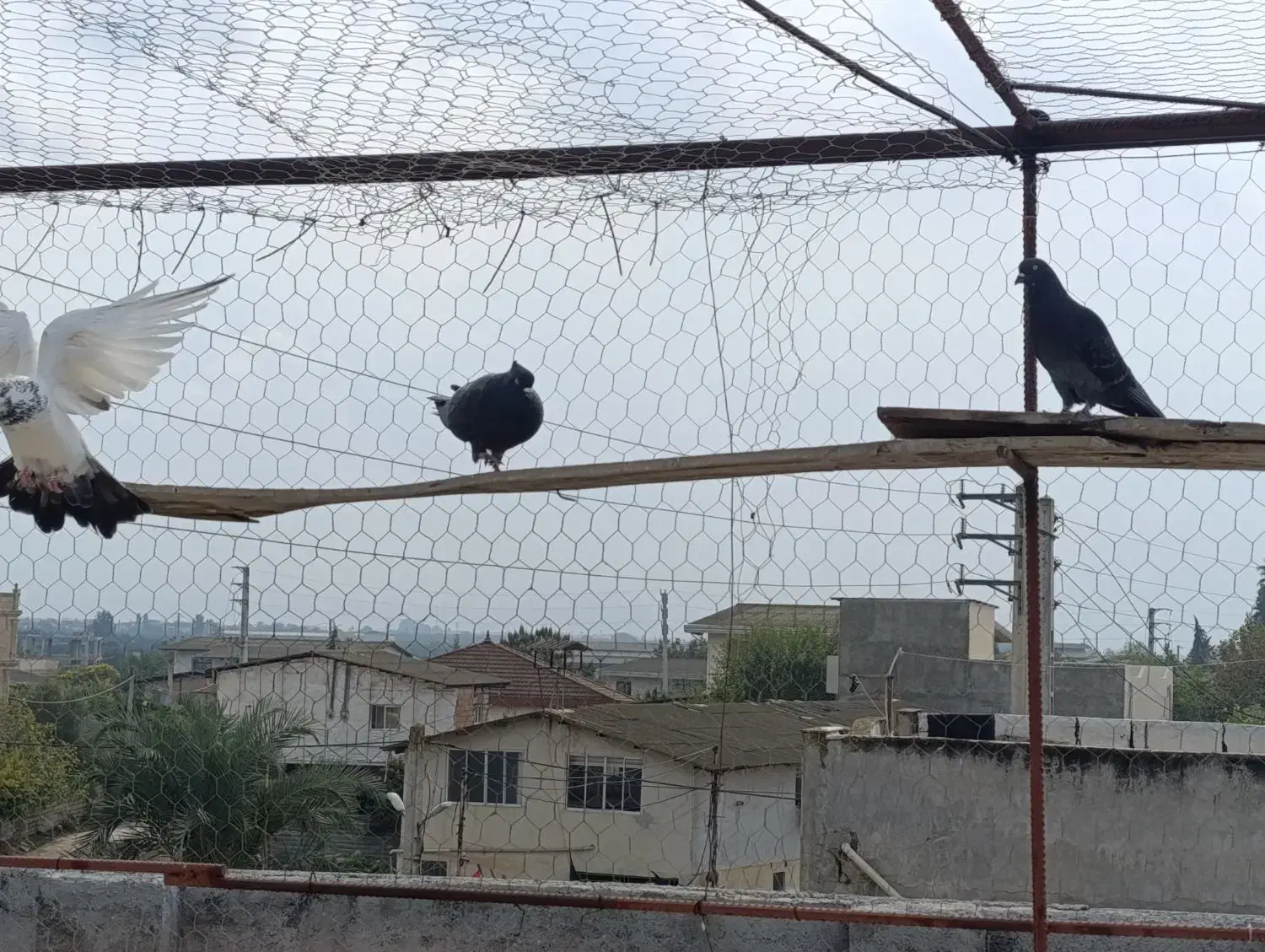 کبوتر پرشی|پرنده|آکند, |دیوار