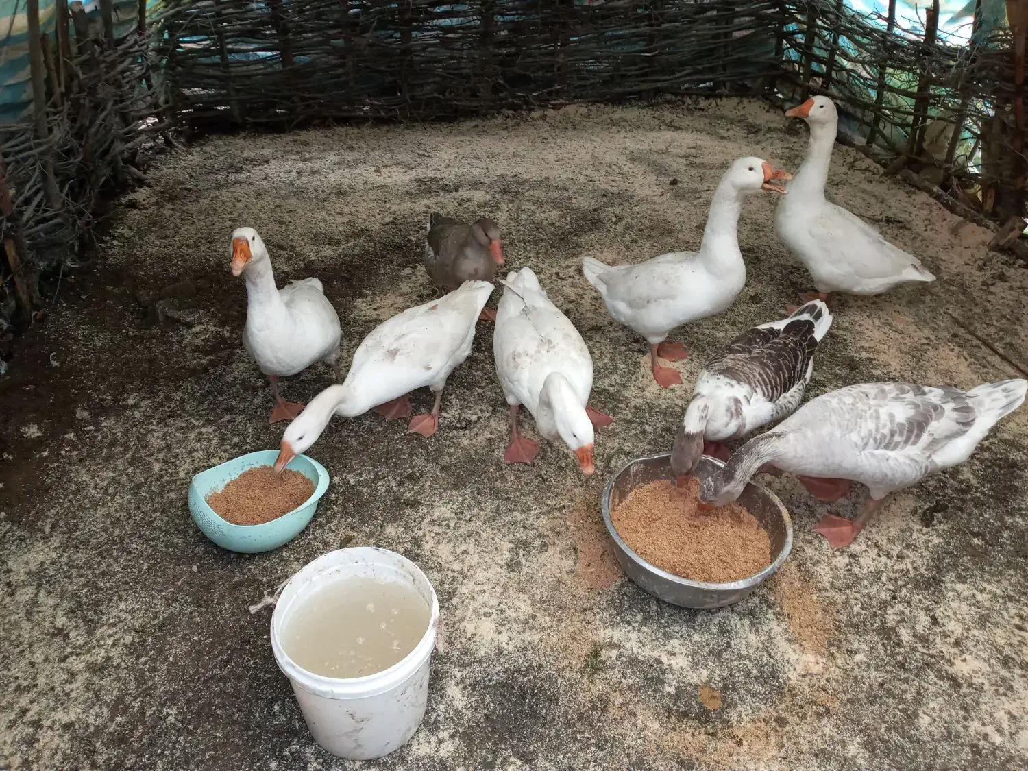 غاز طبیعی|حیوانات مزرعه|اسالم, |دیوار